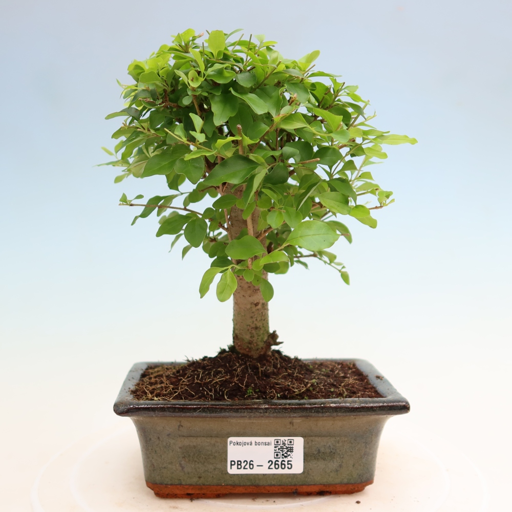Szobai bonsai -Ligustrum chinensis - Madárcsőr
