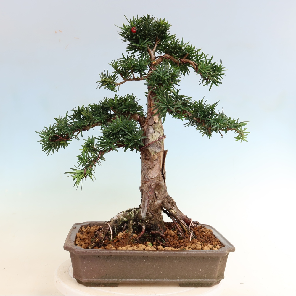 Kültéri bonsai - Taxus cuspidata - japán tiszafa