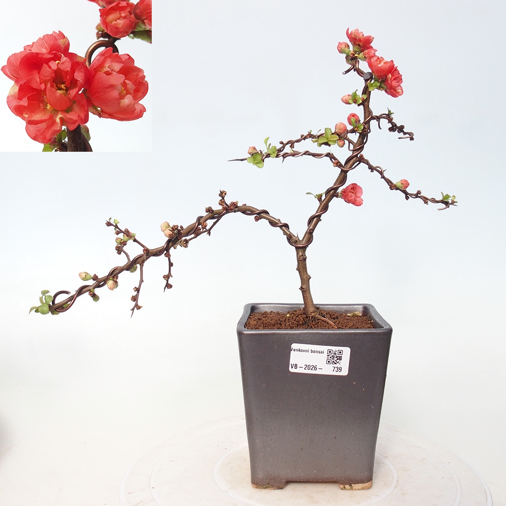 Kültéri bonsai - Chaneomeles s. Red Joy - birs