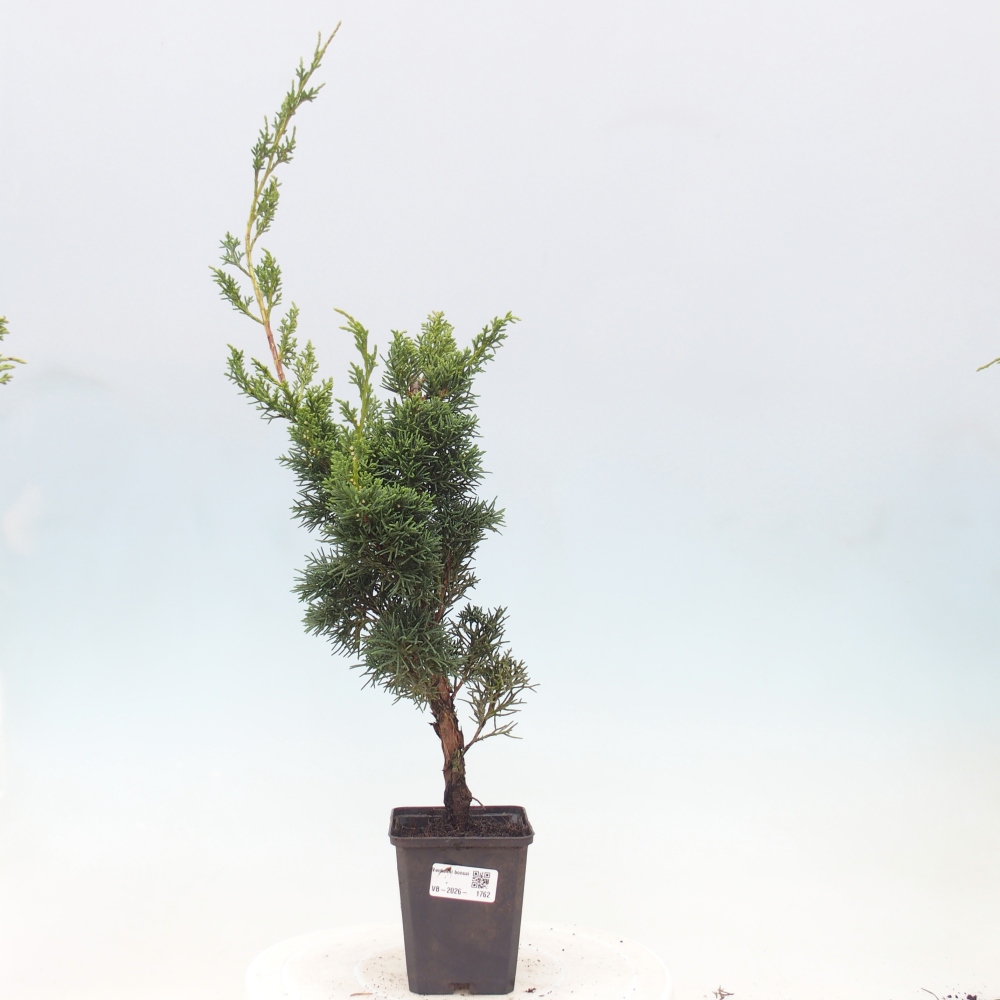 Kültéri bonsai - Juniperus chinensis Kishu