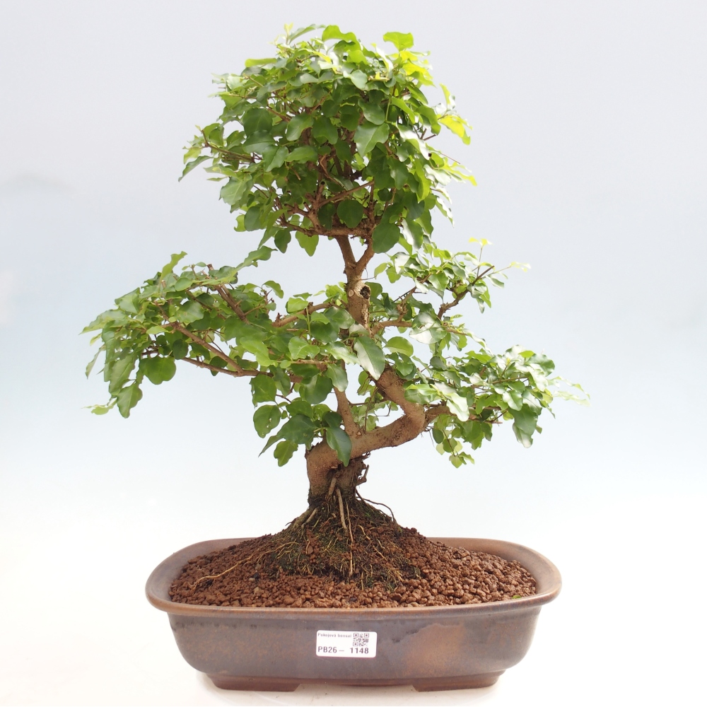 Szobai bonsai -Ligustrum chinensis - Madárcsőr