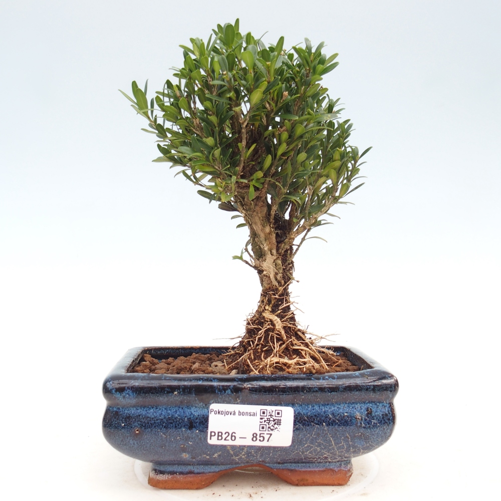 Szobai bonsai - Buxus harlandii - parafa buxus