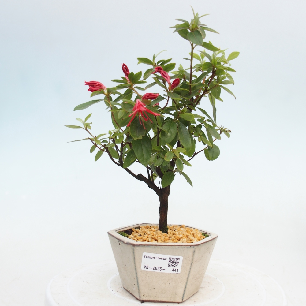 Kültéri bonsai - japán azálea - Azalea sp.