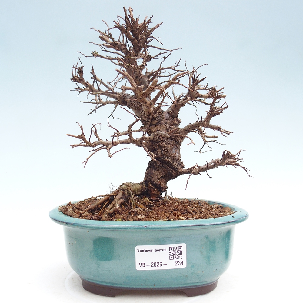 Kültéri bonsai - Zelkova - Zelkova NIRE