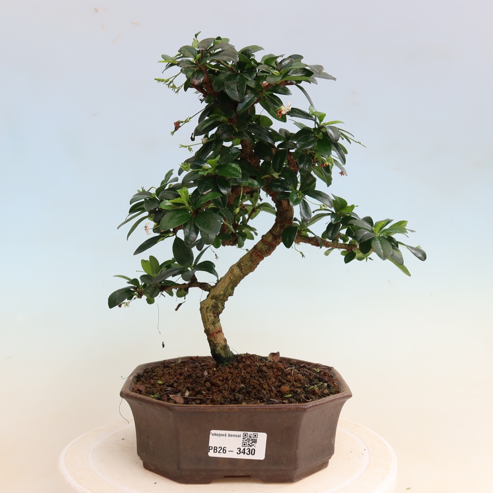 Szobai bonsai - Carmona macrophylla - Tea fuki