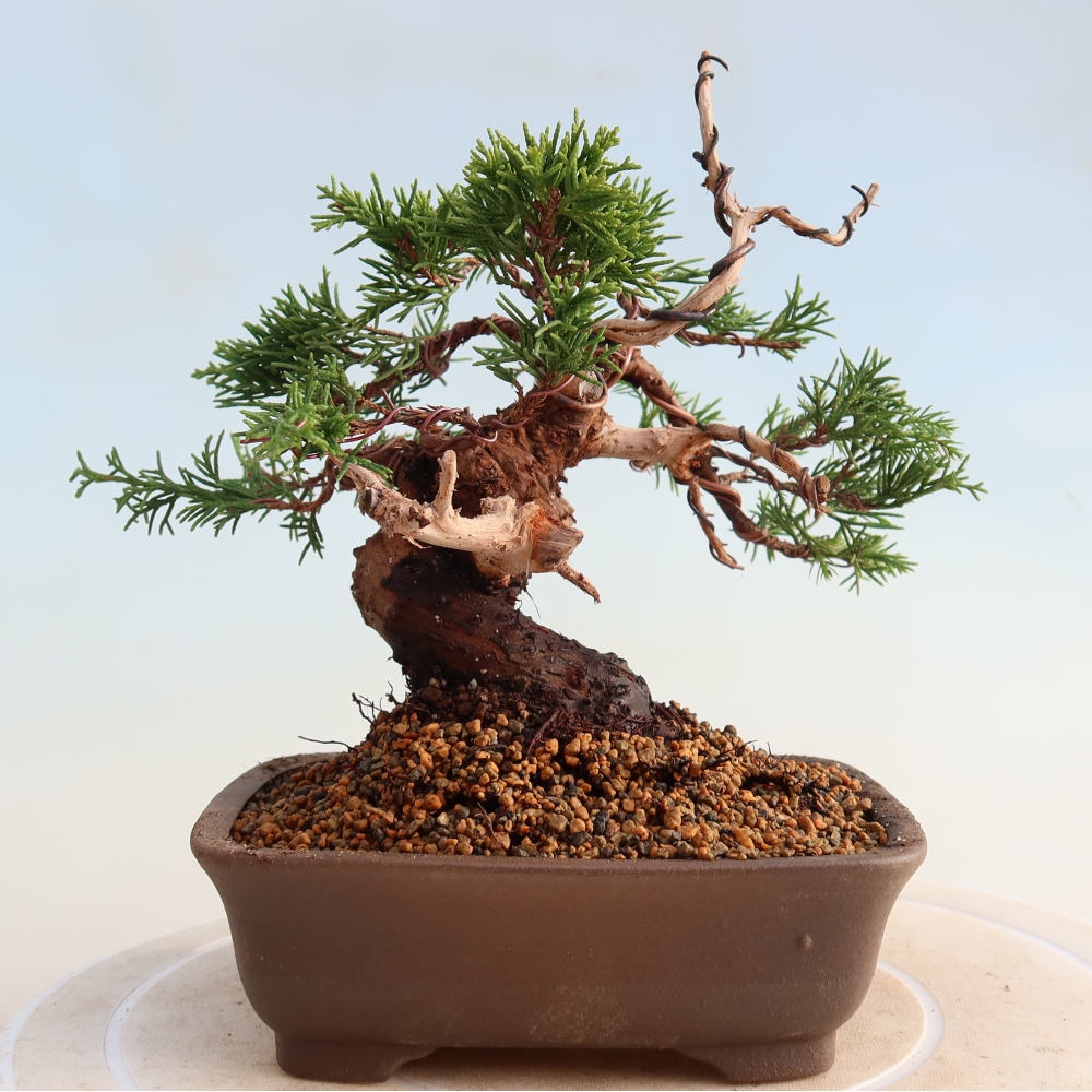 Kültéri bonsai - Juniperus chinensis Itoigawa