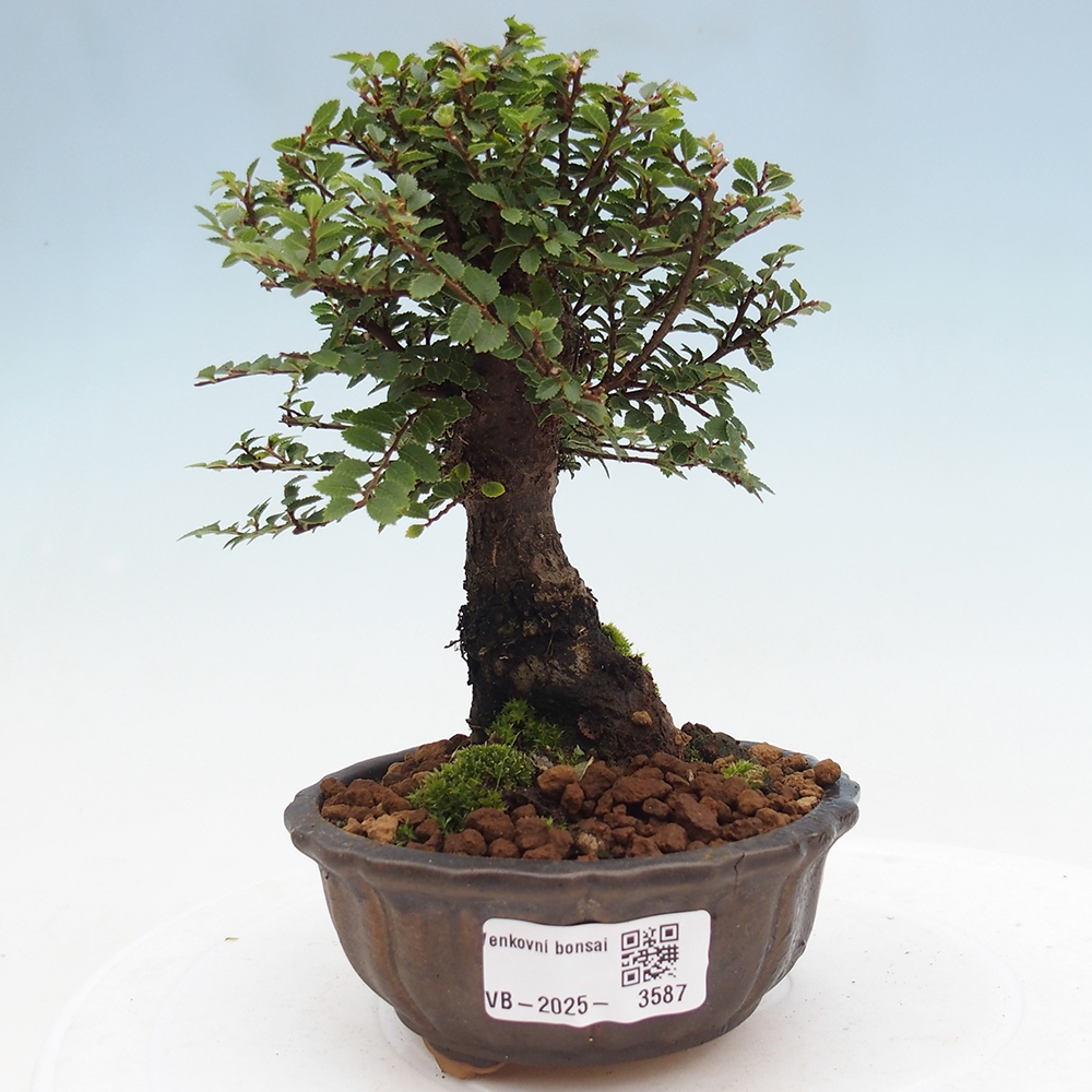 Kültéri bonsai - Ulmus parvifolia Hokkaido - Kínai szil - Ulmus parvifolia Hokkaido