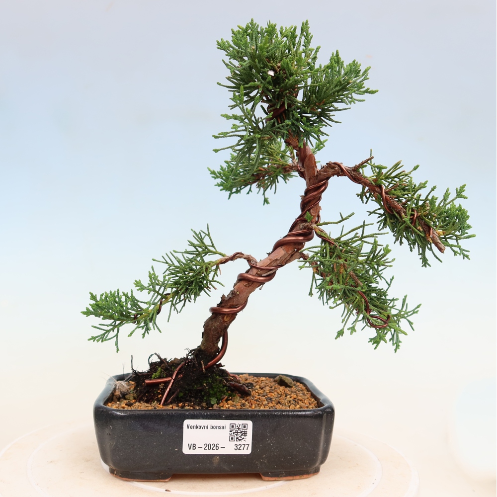 Kültéri bonsai - Juniperus chinensis Kishu