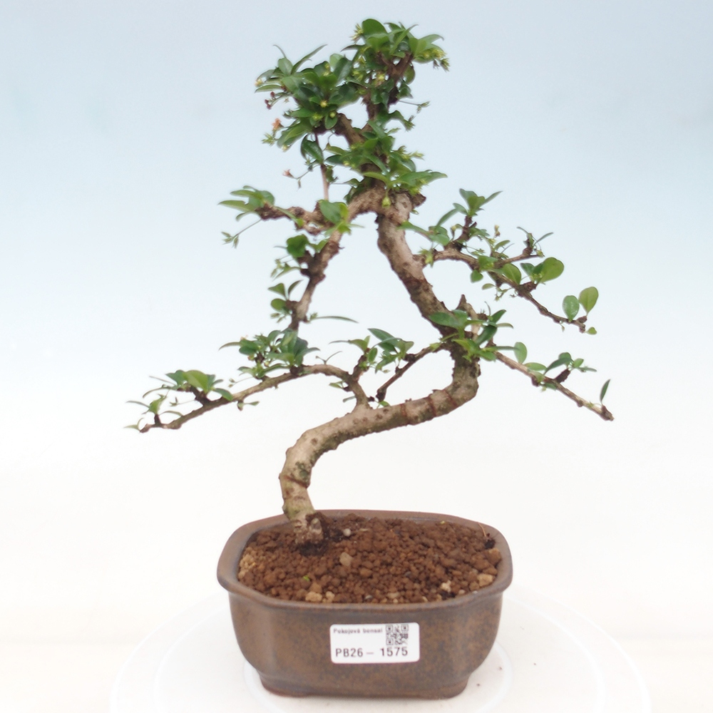 Szobai bonsai - Carmona macrophylla - Tea fuki
