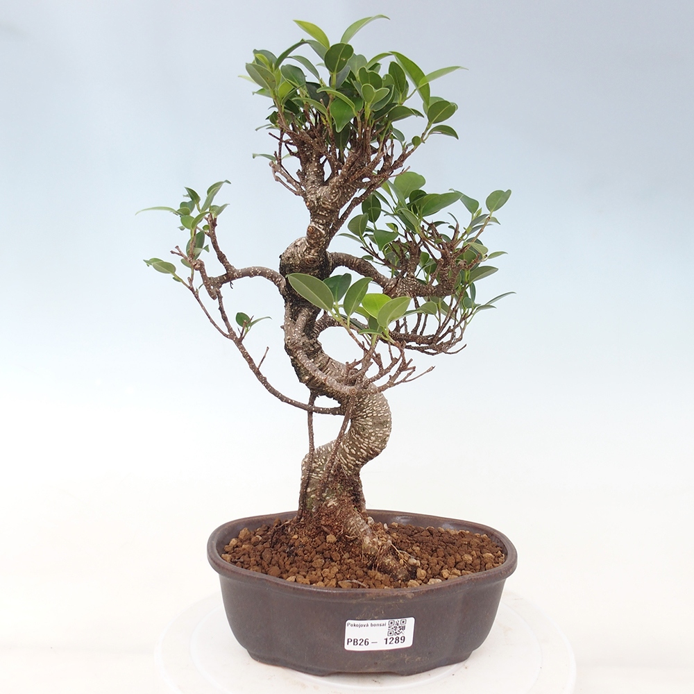 Szobai bonsai - Ficus retusa - kislevelű fikusz