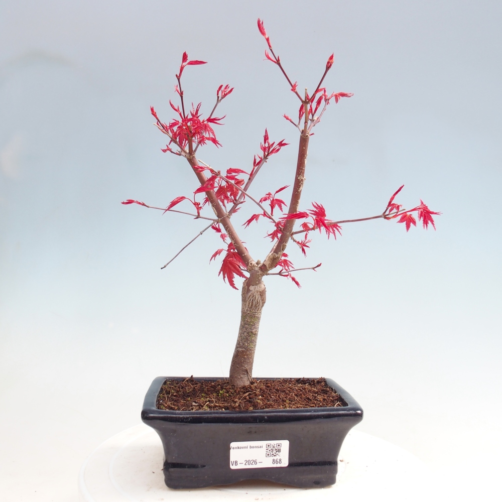 Kültéri bonsai - Acer palmatum DESHOJO