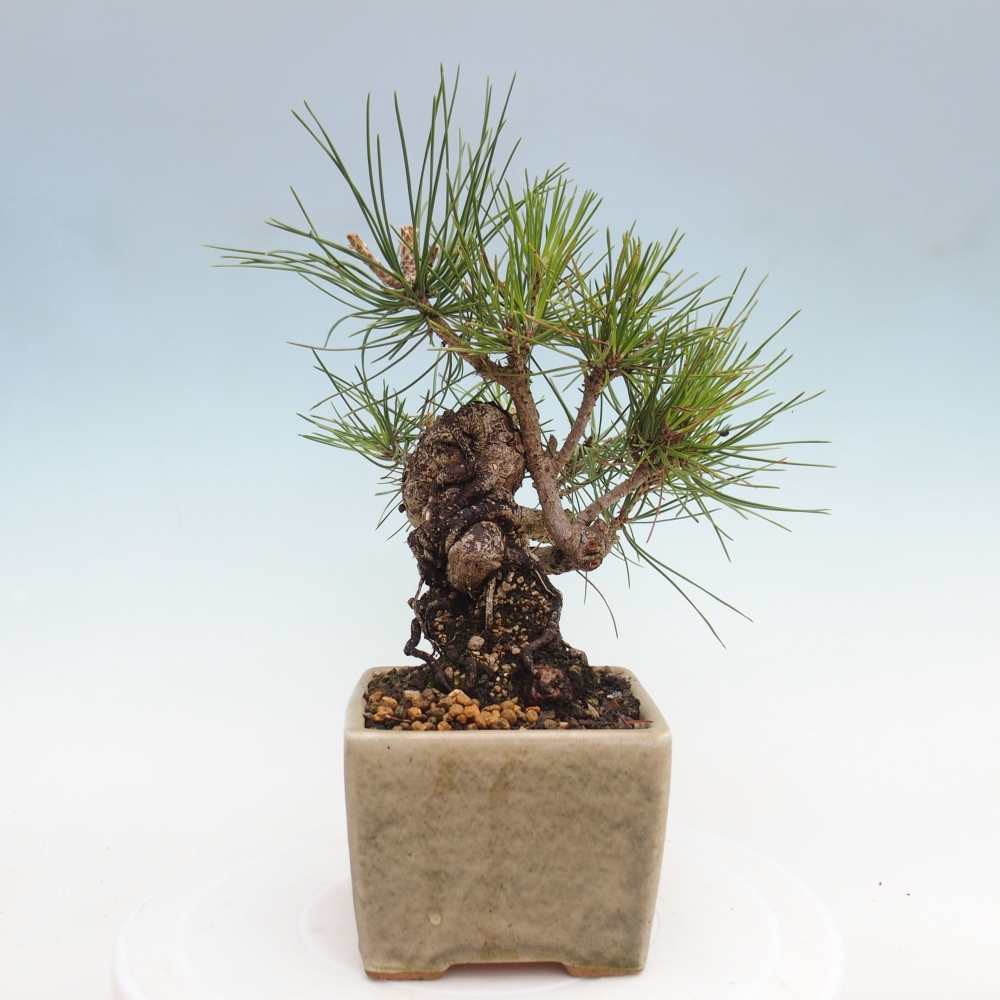 Kültéri bonsai - Pinus thunbergii - Thunberg fenyő