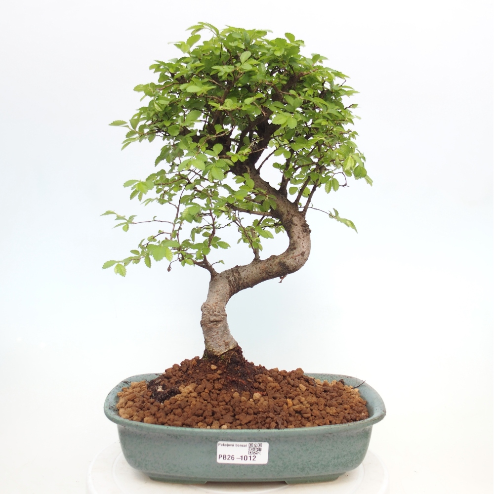 Szobai bonsai - Ulmus parvifolia - Kislevelű szilfa