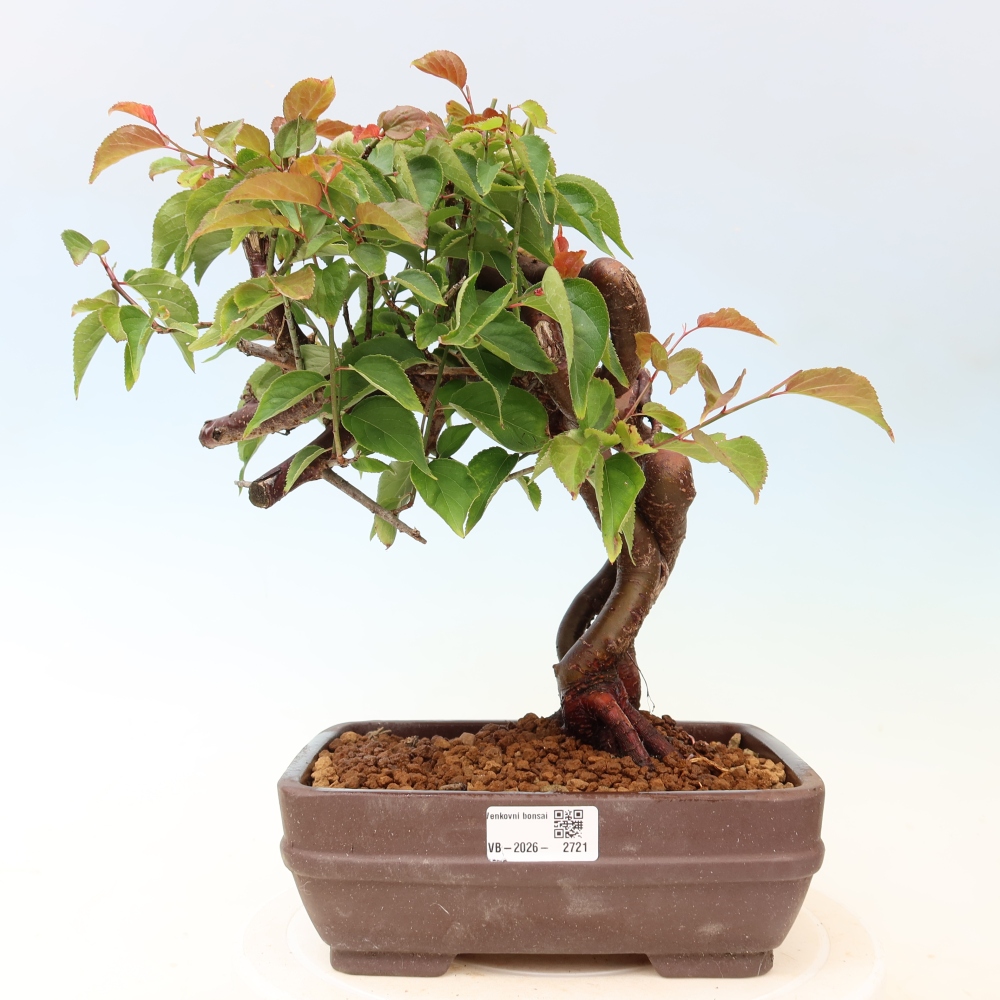 Kültéri bonsai – Japán barack – Prunus Mume