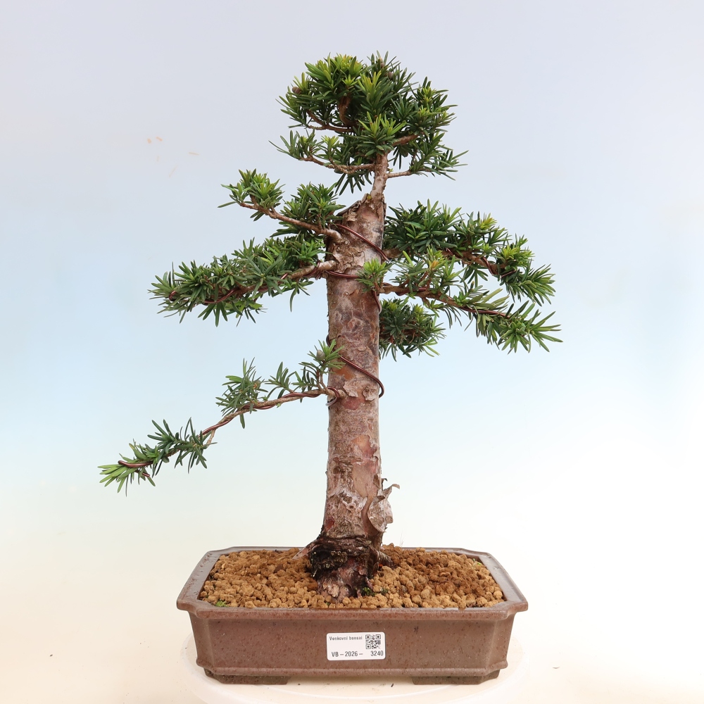 Kültéri bonsai - Taxus cuspidata - japán tiszafa
