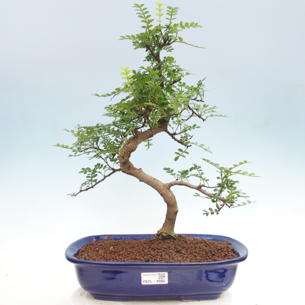 Szobai bonsai - Zantoxylum piperitum - borsfa