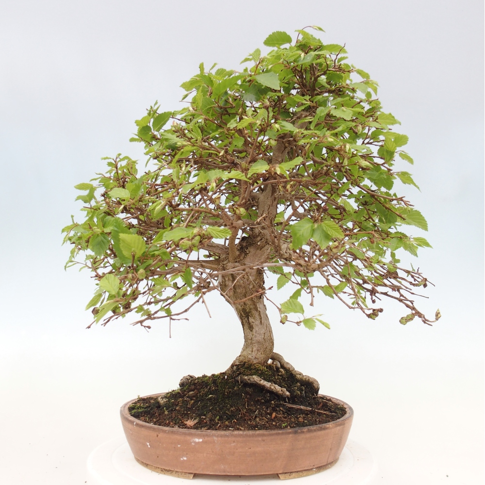 Kültéri bonsai -Carpinus CARPINOIDES - Koreai gyertyánfa