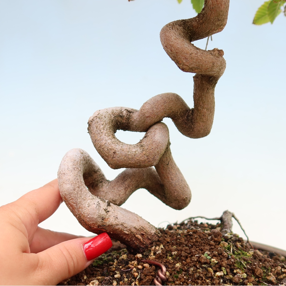 Kültéri bonsai -Carpinus Coreana - Koreai gyertyánfa