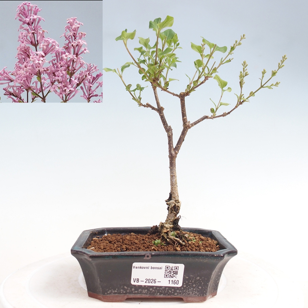 Kültéri bonsai - Syringa Meyeri Palibin - Meyer's Lilac