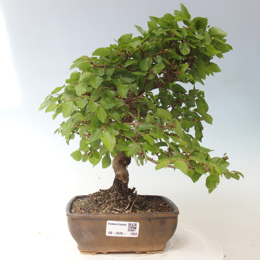 Kültéri bonsai -Carpinus CARPINOIDES - Koreai gyertyánfa
