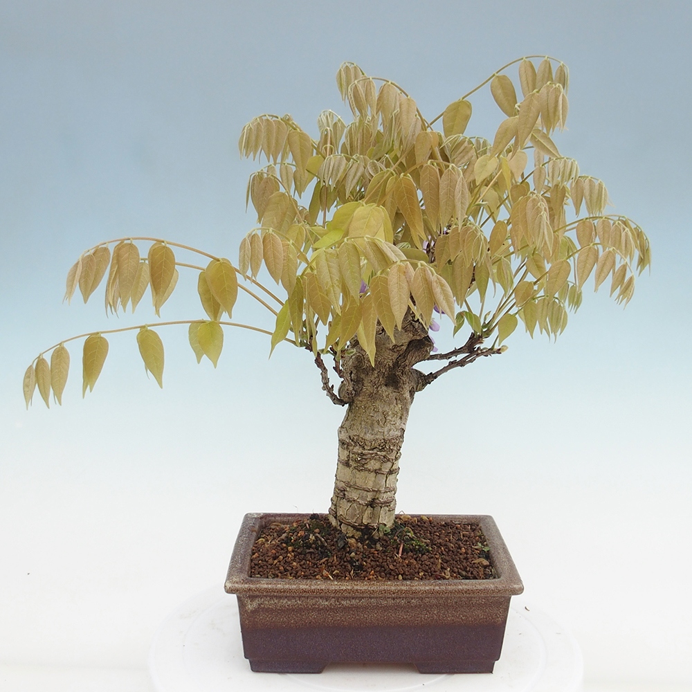 Kültéri bonsai - Wisteria floribunda