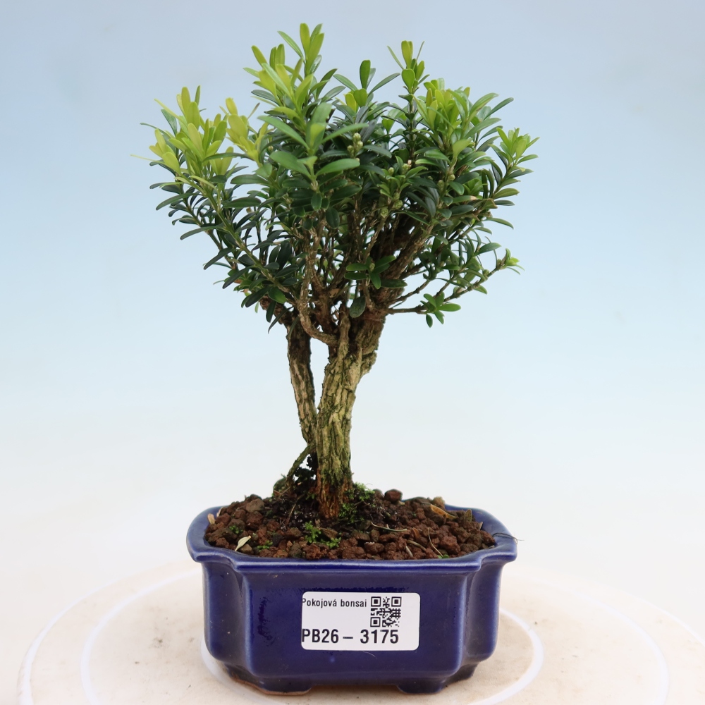 Szobai bonsai - Buxus harlandii - parafa buxus