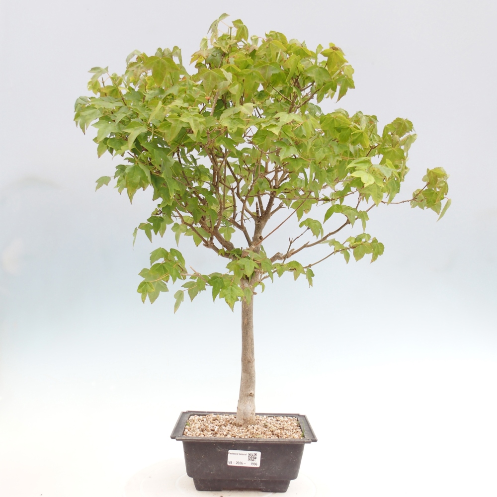 Kültéri bonsai - Acer Buergerianum - Burger juhar