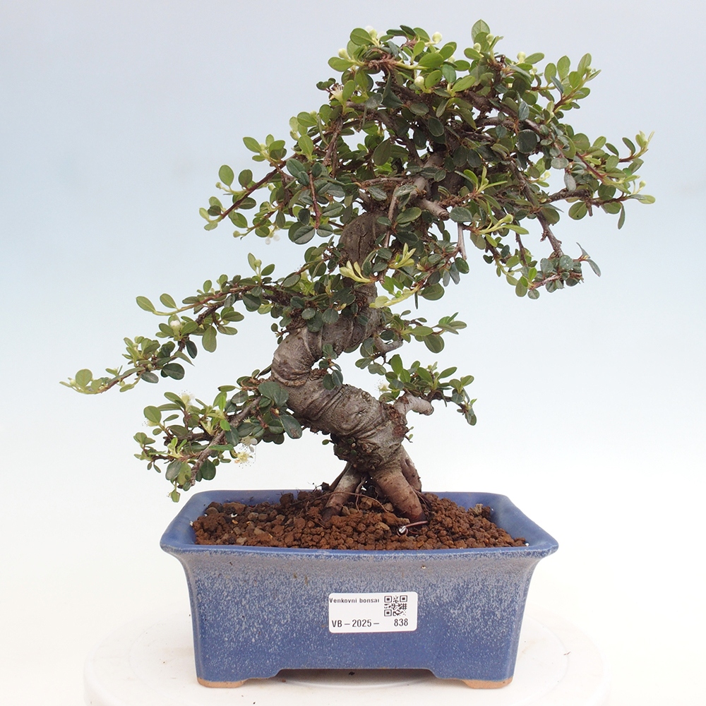 Kültéri bonsai-Cotoneaster dammeri - Damer's Rock