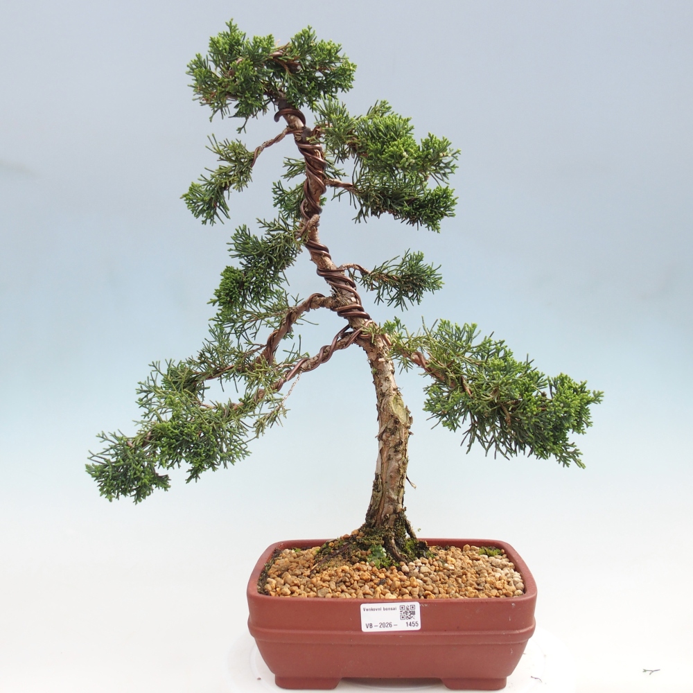 Kültéri bonsai - Juniperus chinensis Kishu