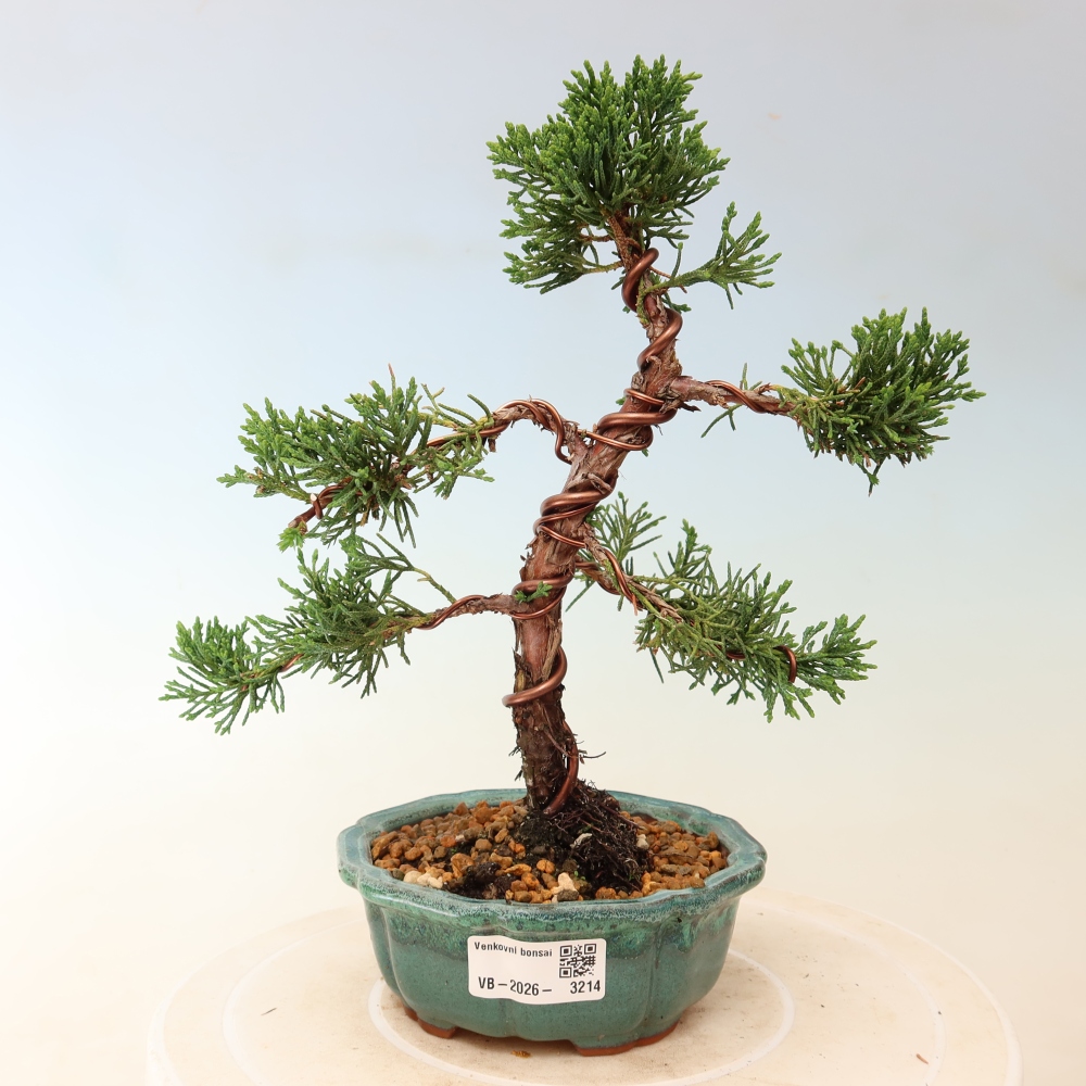 Kültéri bonsai - Juniperus chinensis Kishu