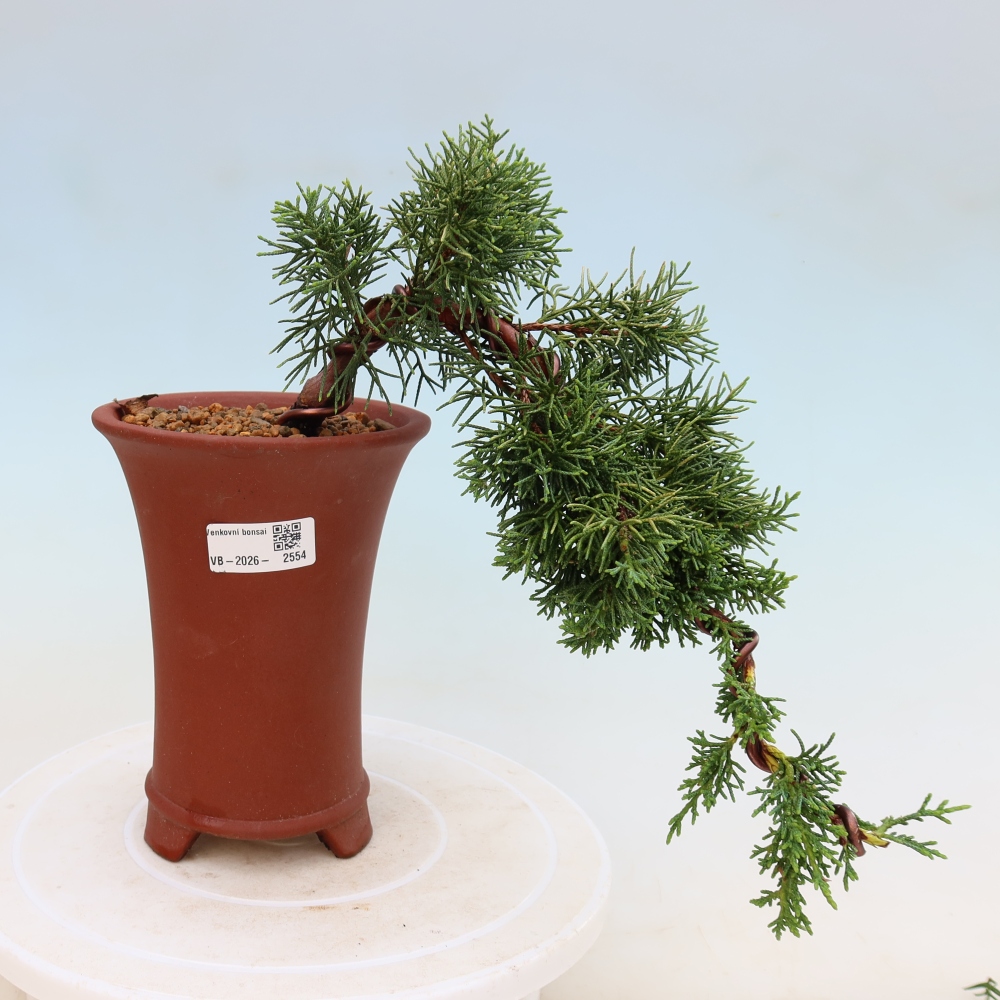 Kültéri bonsai - Juniperus chinensis Kishu