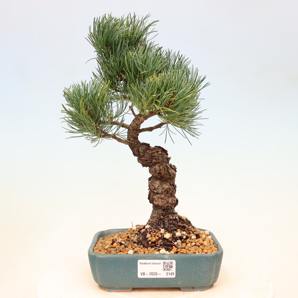 Kültéri bonsai - Pinus parviflora - Pinus parviflora