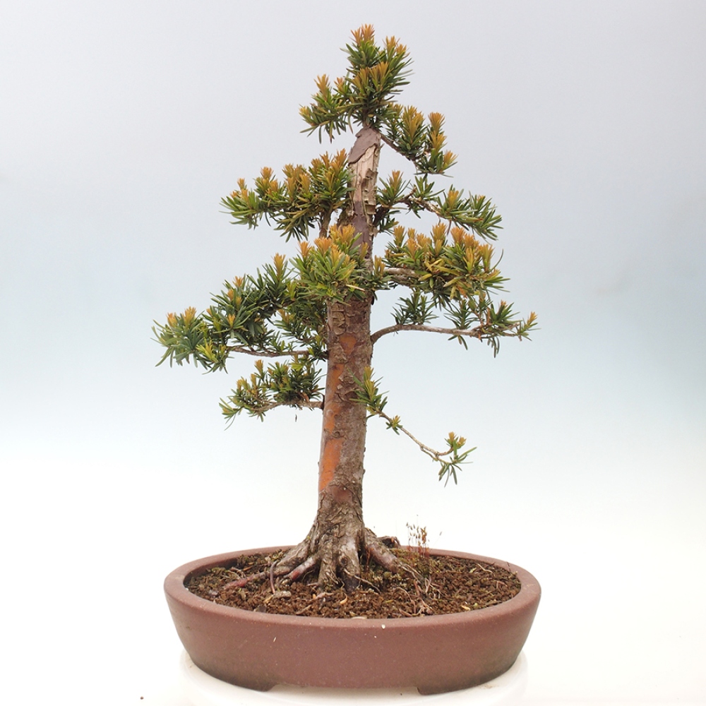 Kültéri bonsai - Taxus cuspidata - japán tiszafa