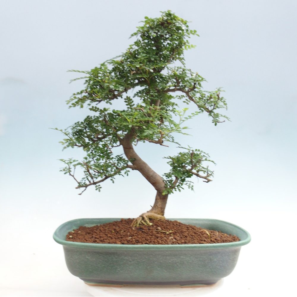 Szobai bonsai - Zantoxylum piperitum - borsfa