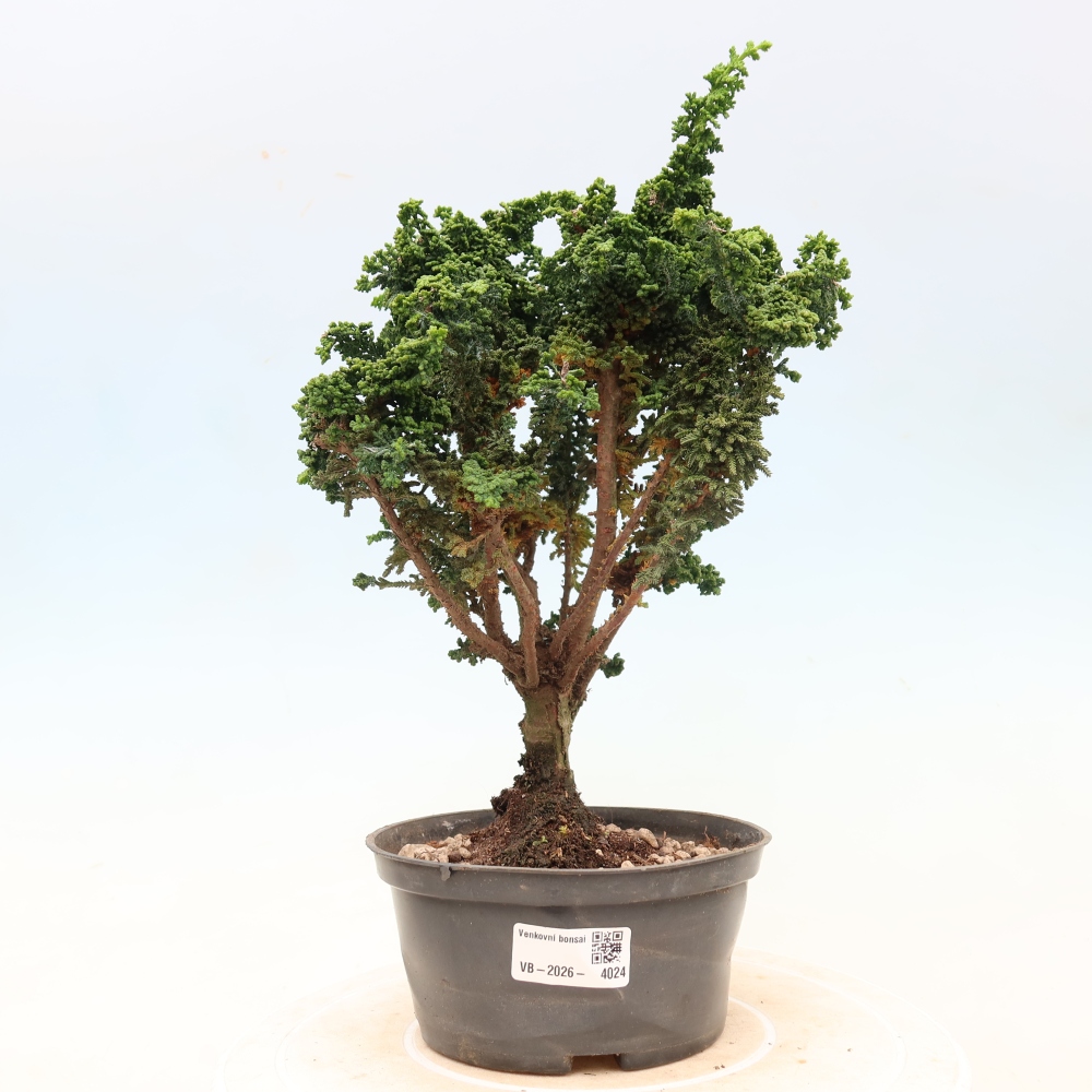 Kültéri bonsai - Cham. obtusa SEKKA HINOKI - Cifra ciprus