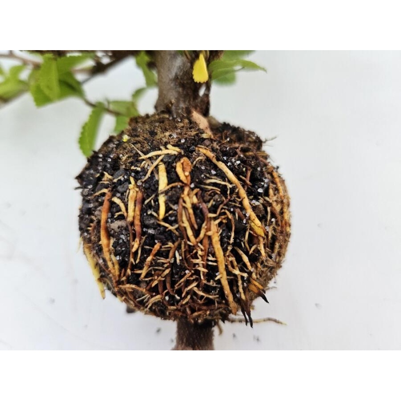 Gömbök 12 cm átlátszó 100 db