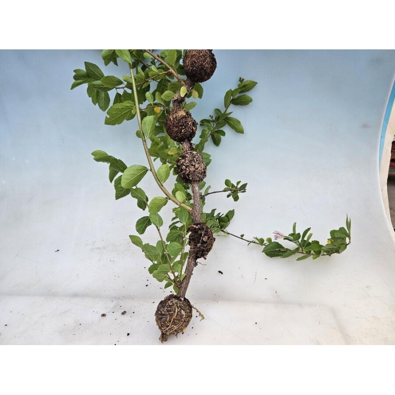 Vágógolyók 5 cm átlátszó 100 db