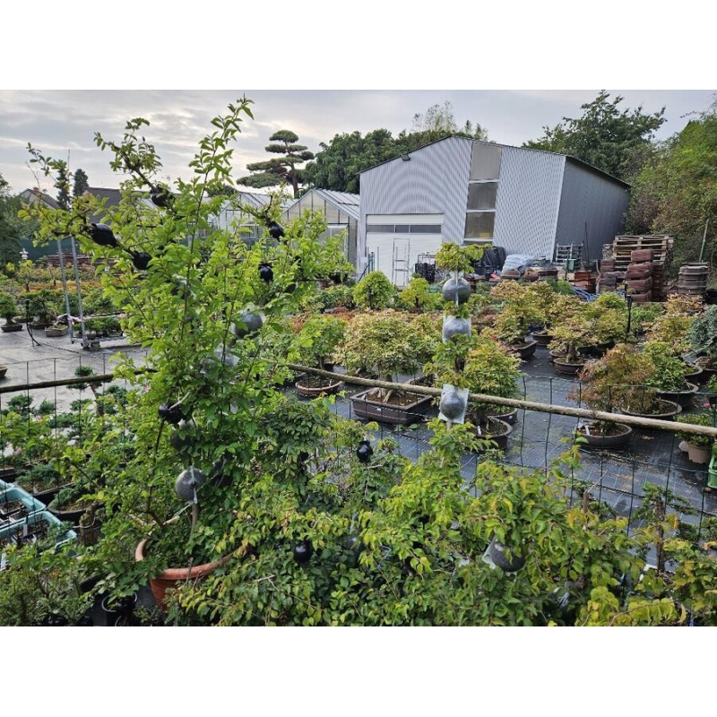 Égő golyó 8 cm átlátszó 1 db