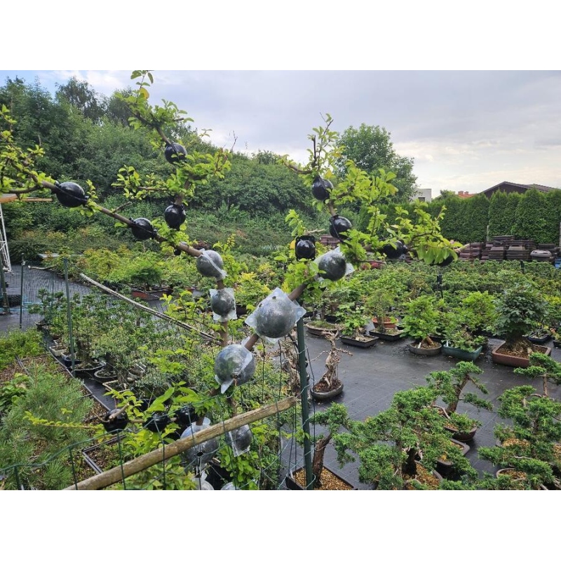 Gömbök 8 cm átlátszó 10 db