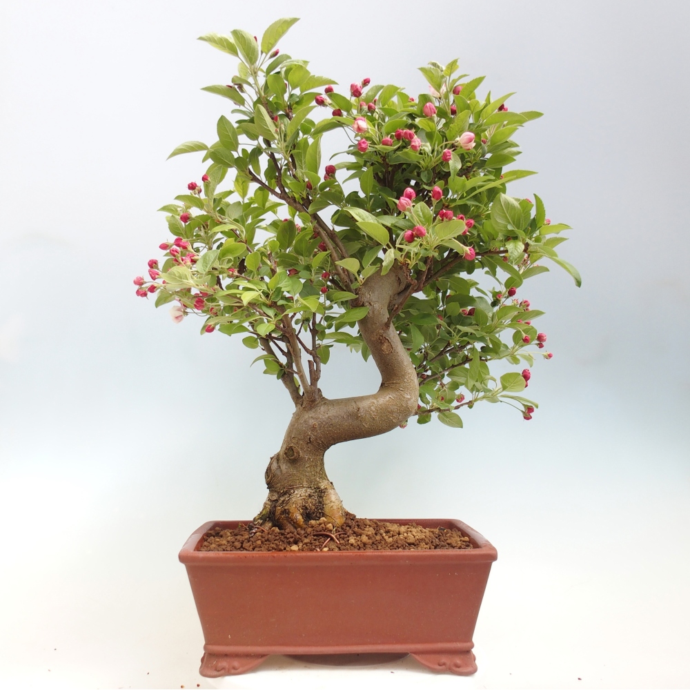 Kültéri bonsai -Malus halliana - Kis gyümölcsű almafa