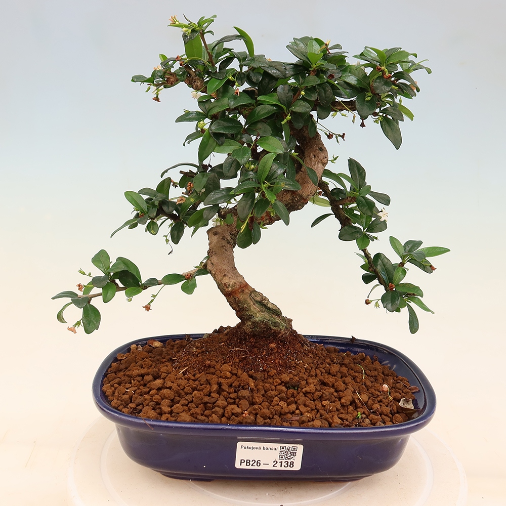 Szobai bonsai - Carmona macrophylla - Tea fuki