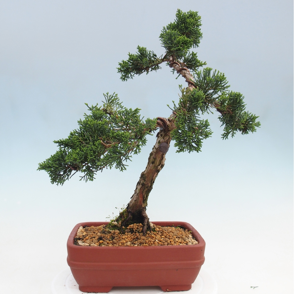 Kültéri bonsai - Juniperus chinensis Kishu