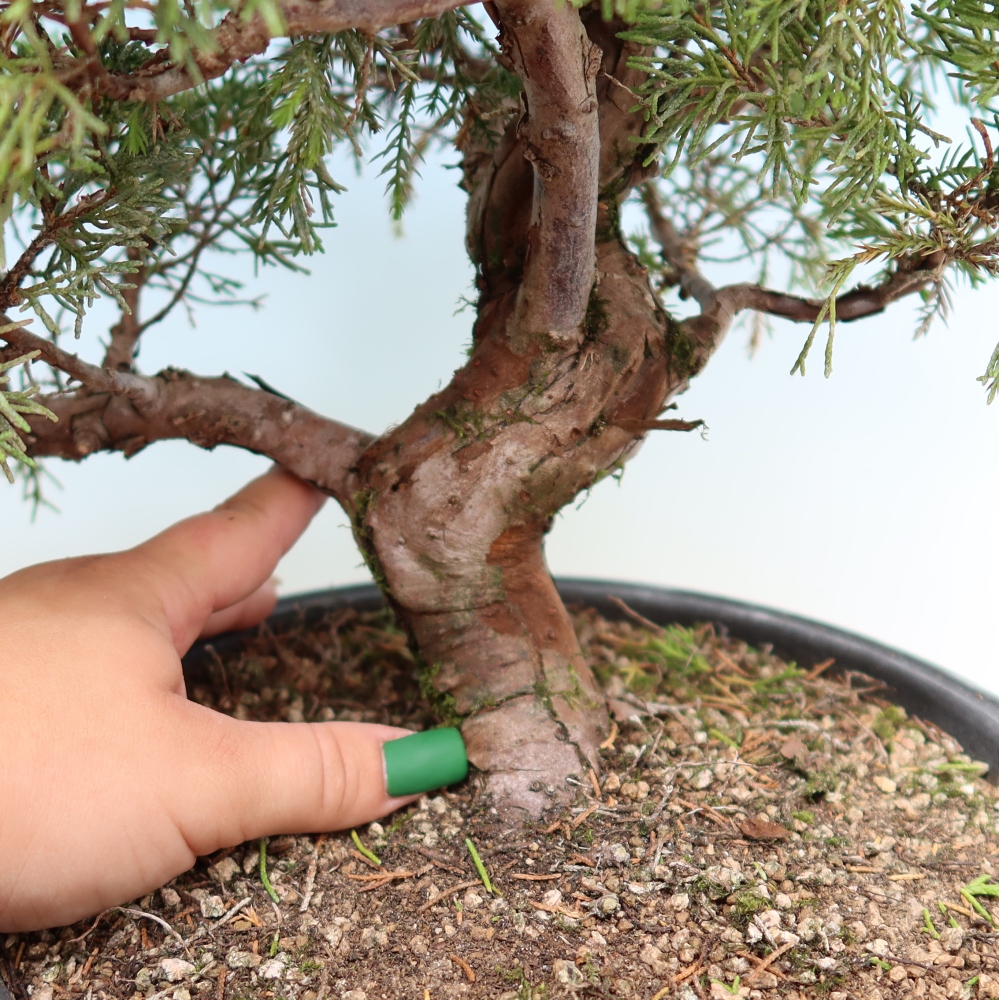 Kültéri bonsai - Juniperus chinensis Itoigawa-Juniperus chinensis