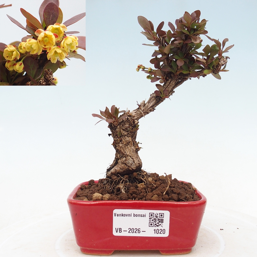 Kültéri bonsai - Berberis Thunbergii Bagatelle