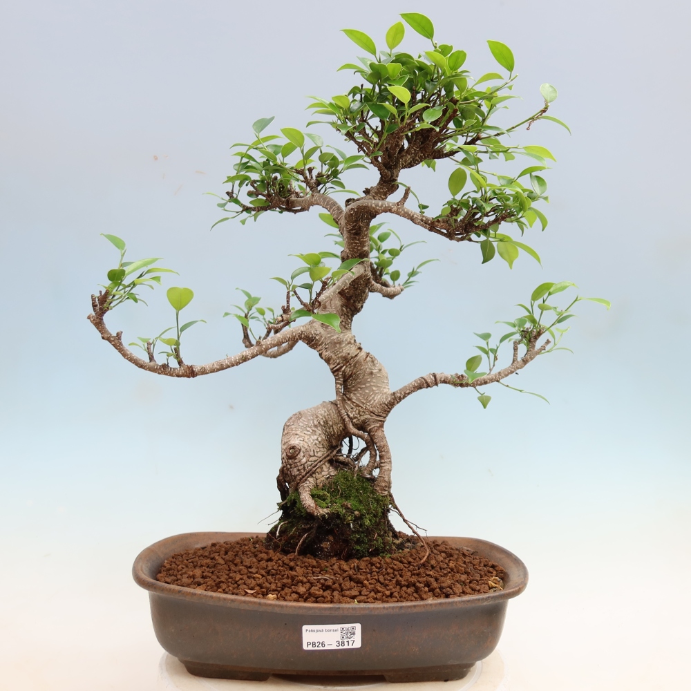 Szobai bonsai - Ficus kimmen - kislevelű fikusz