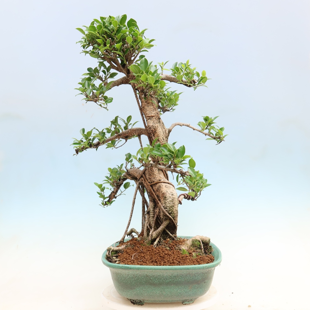 Szobai bonsai - Ficus kimmen - kislevelű fikusz