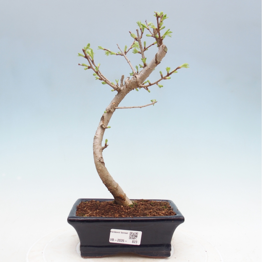 Kültéri bonsai -Pseudolarix amabis-Pseudolarix amabis-Pseudolarix amabis