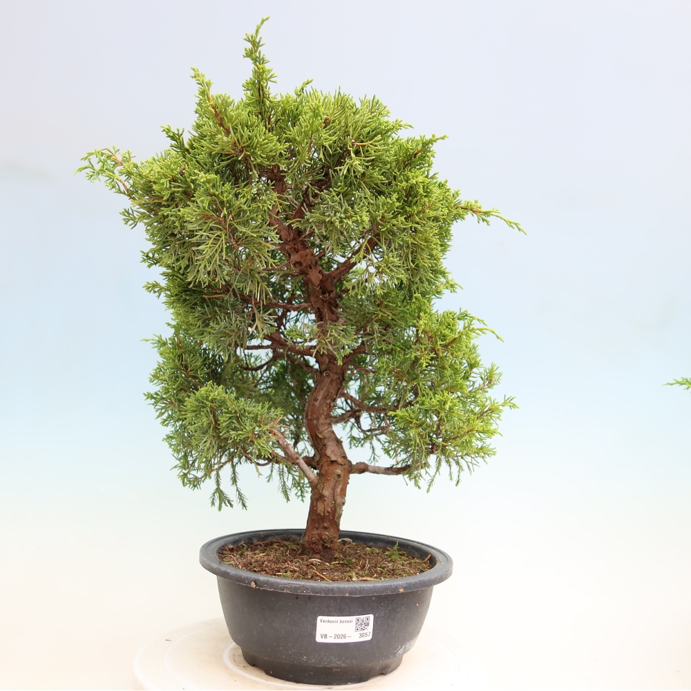 Kültéri bonsai - Juniperus chinensis Itoigawa-Juniperus chinensis