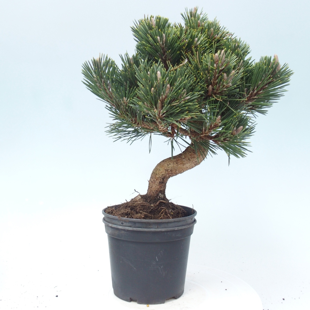 Kültéri bonsai - Pinus thunbergii senjyumaru - Thunberg fenyő