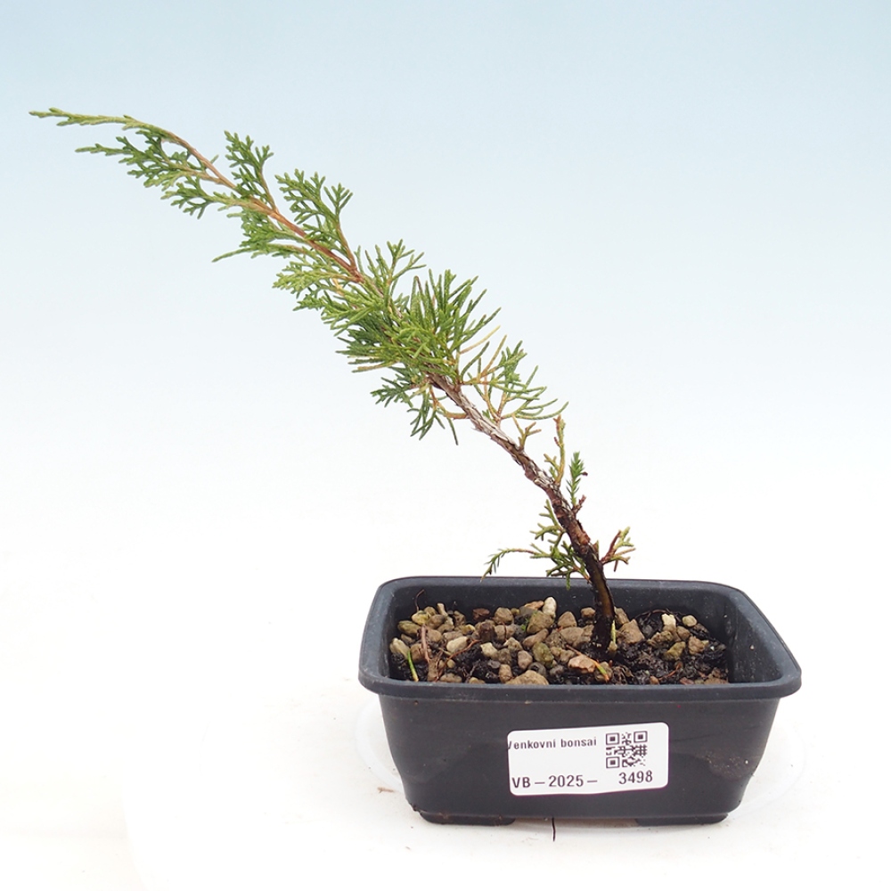 Kültéri bonsai - Juniperus chinensis Itoigawa